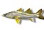 Peixe Robalo de Parede de Resina Ornamental - Imagem 1