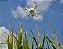Sentera DJI Phantom 4 Pro V2.0 NDRE - Imagem 3