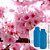 412 - Essência Desinfetante Flor de Cerejeira 1/100 - Imagem 1