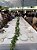 Casamento No Campo - Imagem 10