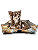 Caminha Pet Cachorro & Gato- Impermeável- Acquablock- P- Marrom Folhas - Imagem 1