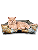 Caminha Pet Cachorro & Gato- Impermeável- Acquablock- P- Marrom Folhas - Imagem 2