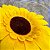 10 Flores Girassol Artificial Decora Festa Junina E São João - Imagem 5