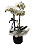 Box Com Orquídea - Imagem 5