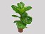Ficus Lyrata P17 - Imagem 2