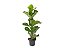 Ficus Lyrata P24 - Imagem 1