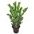 Zamioculcas Pt17 - Imagem 1