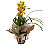 Orquídea Cymbidium - Imagem 6