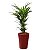 Palmeira Areca 70 cm no Vaso de Fibra - Imagem 1