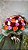 Topiaria de 50 Rosas Coloridas - Imagem 1