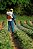 Pulverizador STIHL SR 420 - Imagem 2
