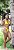 Conjunto borboleta - Imagem 6