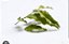 Kit 2 Extratos Fluido De Erva Espinheira Santa Embalagem 30ml - Imagem 2
