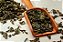 Chá verde IMPORTADO (Camellia sinensis) - Imagem 3
