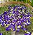 Sementes Flor Azul ( Clitória Ternátea ) pct c/ 15 Sementinhas - Imagem 4