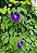 Sementes Flor Azul ( Clitória Ternátea ) pct c/ 15 Sementinhas - Imagem 3