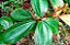 CHÁ CANELA DE VELHO Pct. c/ 100 grs (Miconia Albicans) - Imagem 3