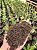 15kg Substrato Multi Jardim Premium Rosa do Deserto - Imagem 2