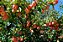 25kg Forth Frutas Adubo Fertilizante - Imagem 3