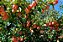 3kg Forth Frutas Fertilizante Adubo - Imagem 4