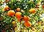 3kg Forth Frutas Fertilizante Adubo - Imagem 5