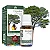 OLEO ESSENCIAL COPAIBA 5ML - Imagem 1