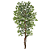 Arvore Artificial Ficus x1008 Verde Creme 2.1mt - Imagem 1