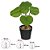 Planta Artificial Pilea Real Toque C/Pote x5 (VERDE) 24cm - Imagem 2