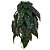 F.BEGONIA MACULATA PENDURAR X29 (VERDE) 45cm (FLORARTE) - Imagem 1