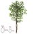 A.FICUS X756 (VERDE CREME) 1,5m - Imagem 1