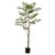 A. Acácia c/ Pote Plástico X23 (Verde) – 1,6m - Imagem 1