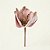 Magnólia de Natal Artificial Aveludada Rosa Claro 22cm (85293002) | Decoração - Imagem 1
