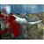 Jogo Jaws Unleashed PS2 Usado - Imagem 4