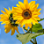 Arranjo Jardim no Sol - Imagem 2