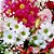 Buquê de Flores Campestre M - Imagem 4