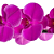 Orquídea Lílas Phalaenopsis - Imagem 2