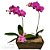 Orquidea Dupla Pink no Cachepot - Imagem 1