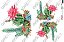 OPAPEL 30X45 – Plantas Cactos I – 2567 - Imagem 1