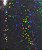 BOPP Holográfico Little Stars Bobina 22cm x 20m - 28 micras - PSG - Imagem 1