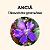 Anciã Essência Floral 10ml - Imagem 2