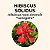 Hibiscus Solidus Essência Floral 10ml - Imagem 2