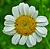 Ártemis Floral Tomar - Imagem 2