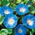 Morning Glory Heavenly Blue (Ipomoea tricolor/violacea) - sementes - Imagem 1