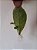 Chacrona Var. Cabocla (Psychotria viridis) - Folha enraizada para cultivo - Imagem 1