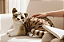 GATO REALISTA 2742 - Imagem 4