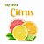 BLOCO SANITARIO CX ACOPLADA AZULIM CITRUS 50GR - Imagem 4