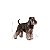 Ração Royal Canin Miniature para Cães Adultos da Raça Schnauzer - 7,5kg - Imagem 3