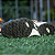Joma Top Flex Society - Imagem 7