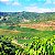 Fazenda Jangada - Bourbon Amarelo - Imagem 4