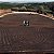 Fazenda Comtu - Catuaí Vermelho - Imagem 10